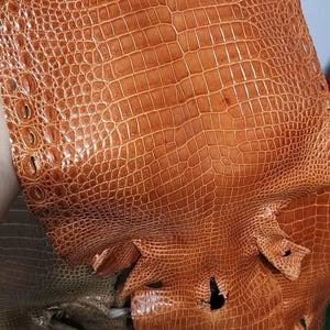 The Crocodile Edit: Everything You Need to Know Before You Buy