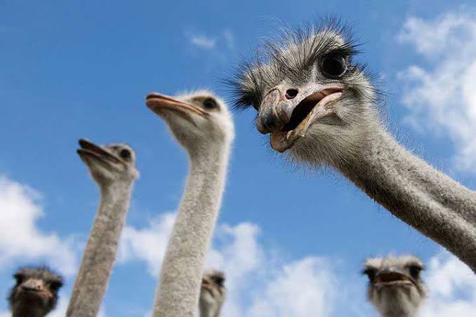 The Ostrich Africa's most misunderstood animal
