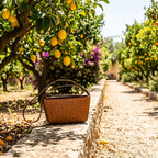 Brown handbag on a stone path in an orchard with lemon trees and flowers.